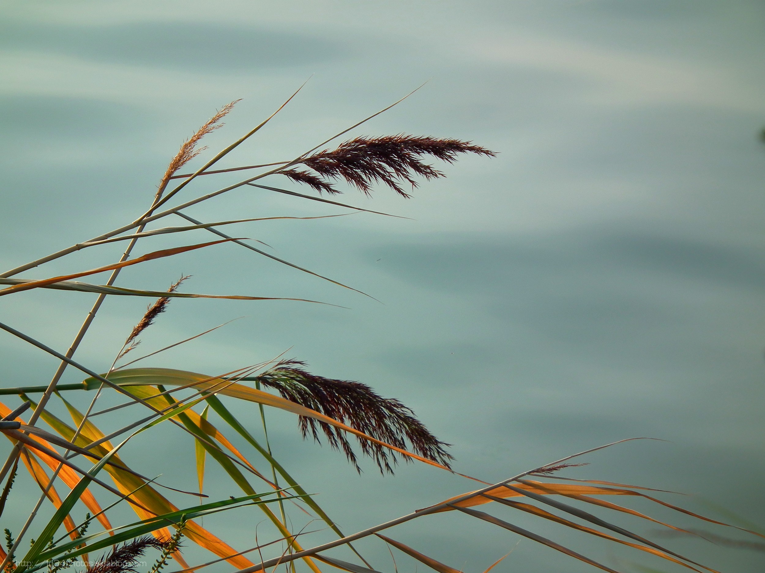 Fonds d'cran Nature Herbes 