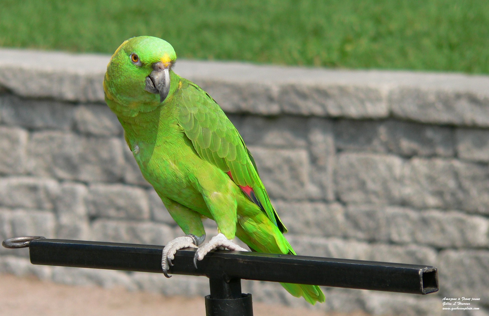 Fonds d'cran Animaux Oiseaux - Perroquets Amazone  front jaune