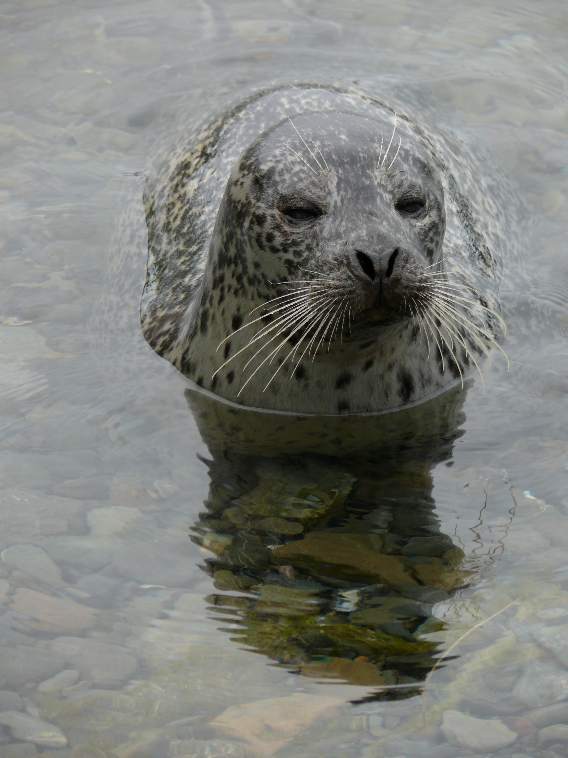 Fonds d'cran Animaux Vie marine - Phoques Phoque