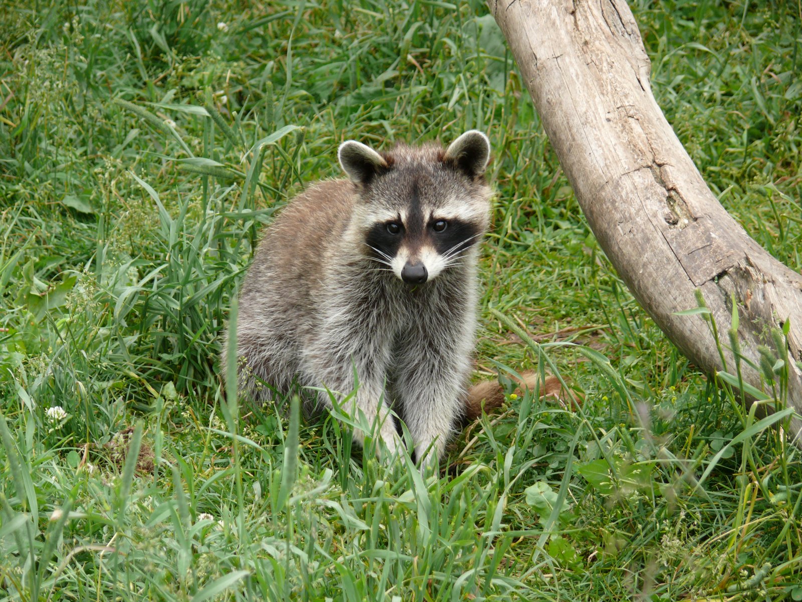 Fonds d'cran Animaux Ratons Laveurs Raton laveur