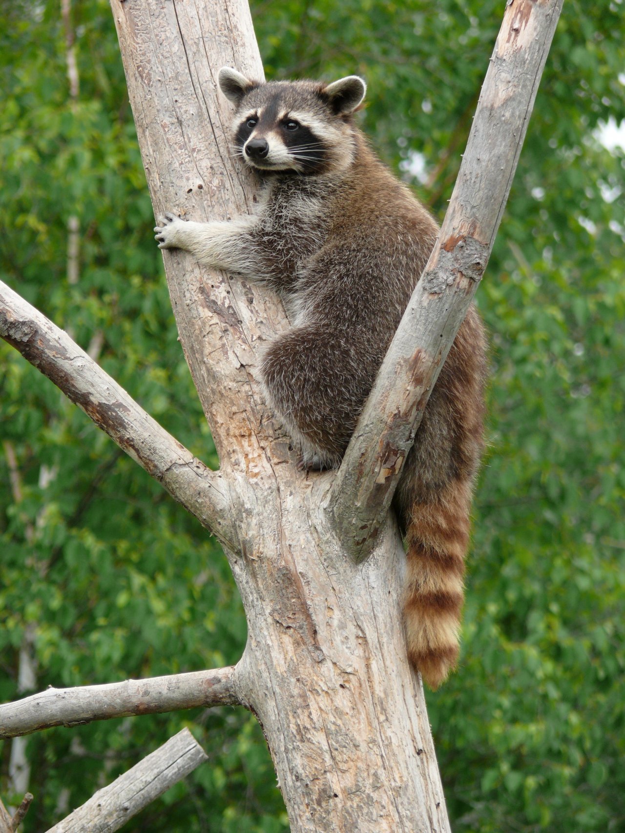 Fonds d'cran Animaux Ratons Laveurs Raton laveur