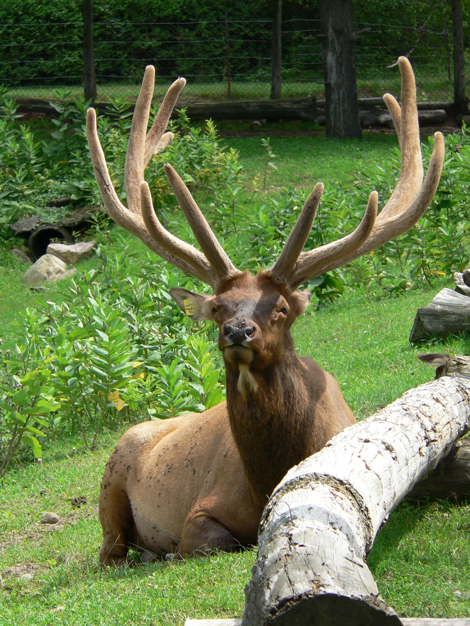 Fonds d'cran Animaux Cervids Cerf de Virginie