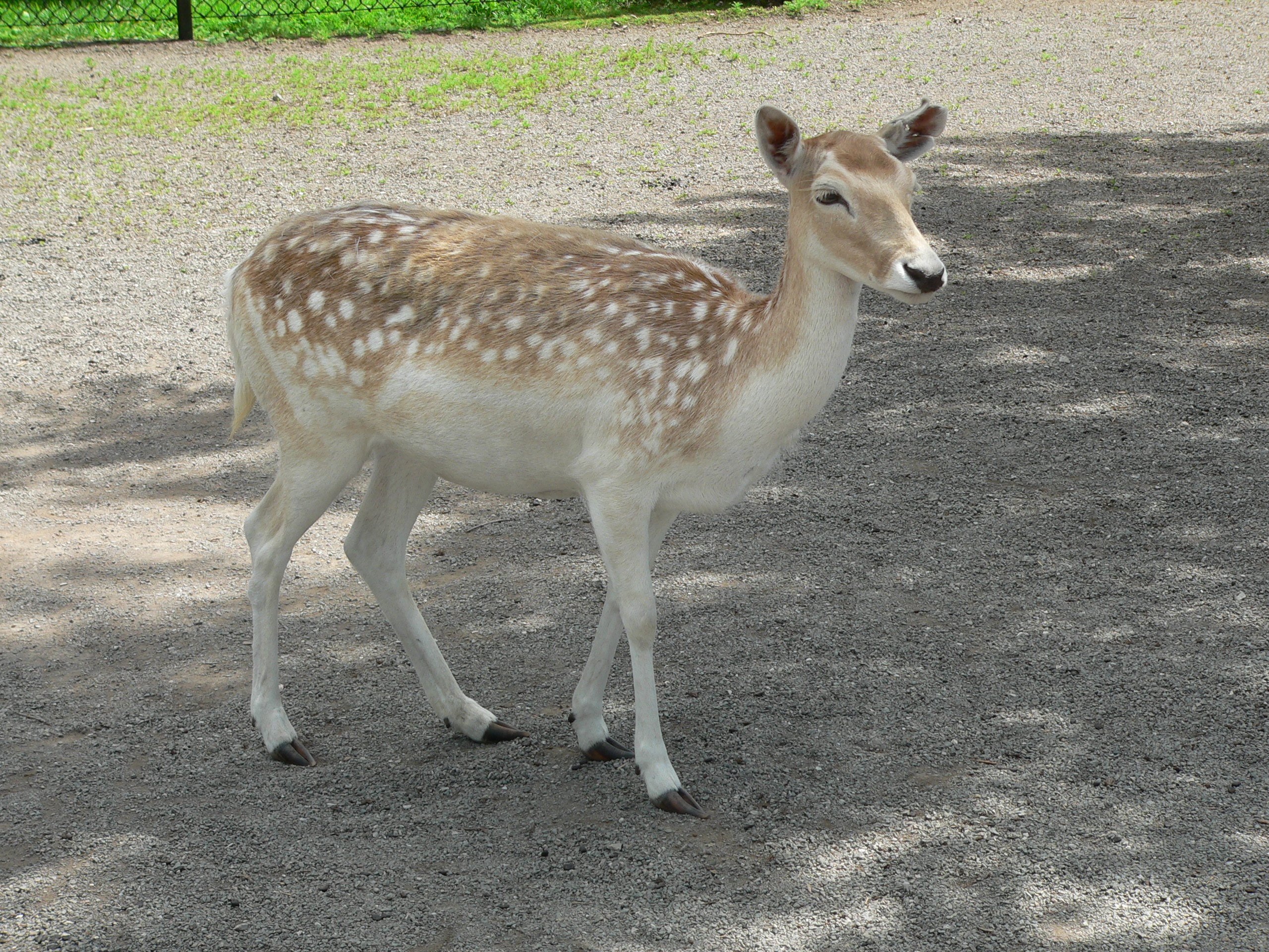 Fonds d'cran Animaux Cervids Daim Europen