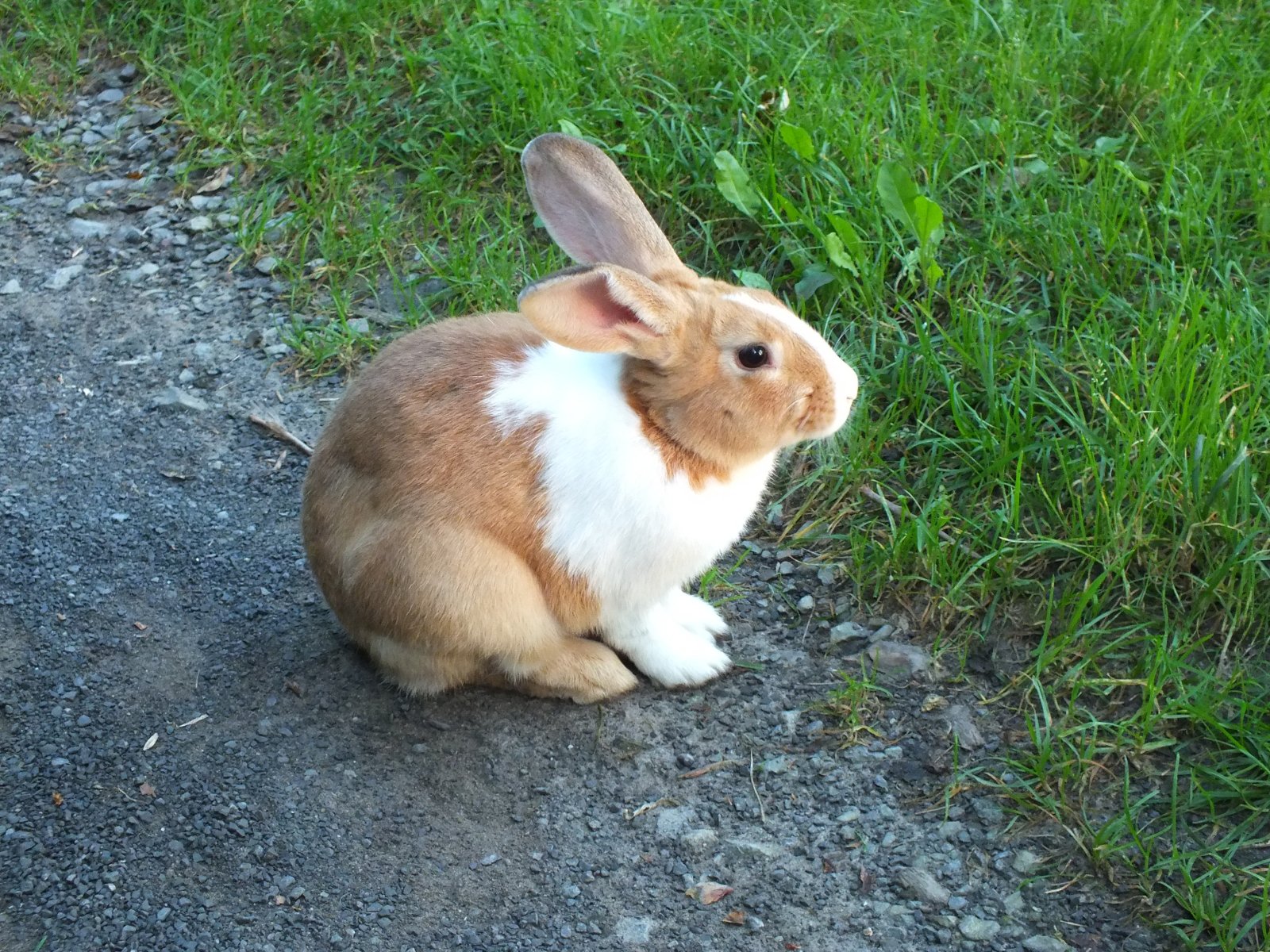 Fonds d'cran Animaux Lapins - Livres Lapin domestique