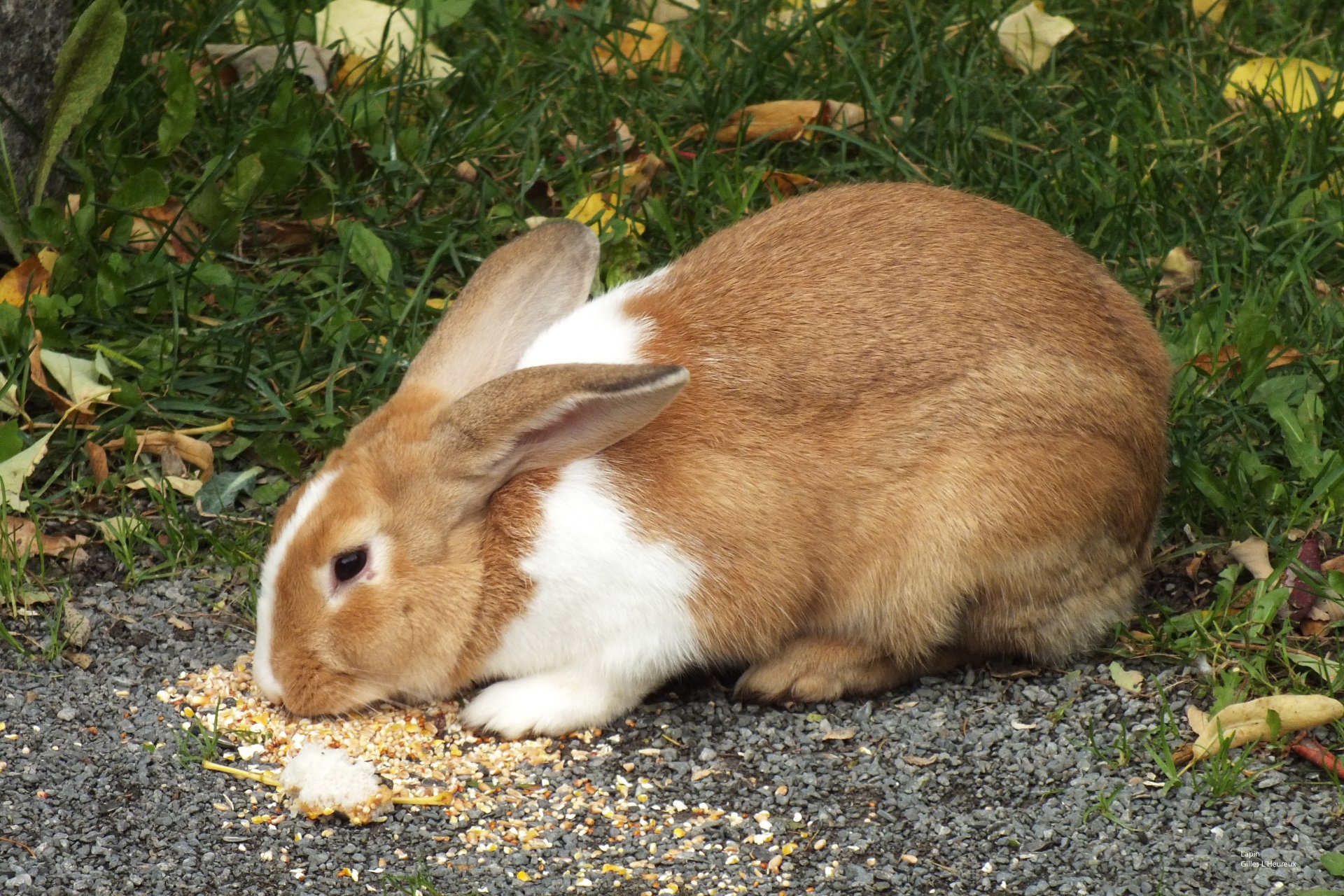 Wallpapers Animals Rabbits Lapin domestique