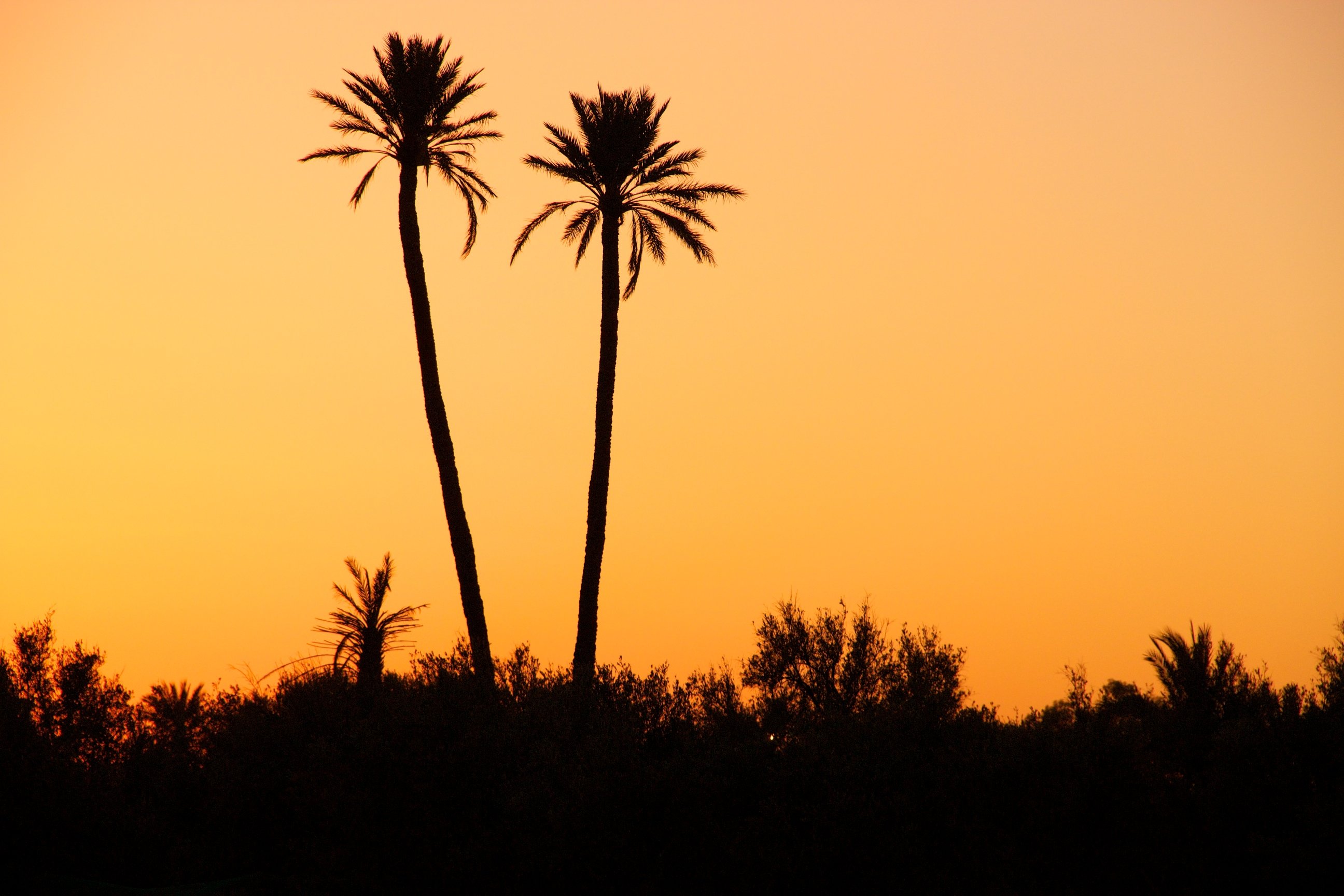 Wallpapers Nature Sunsets and sunrises Coucher dans la palmeraie