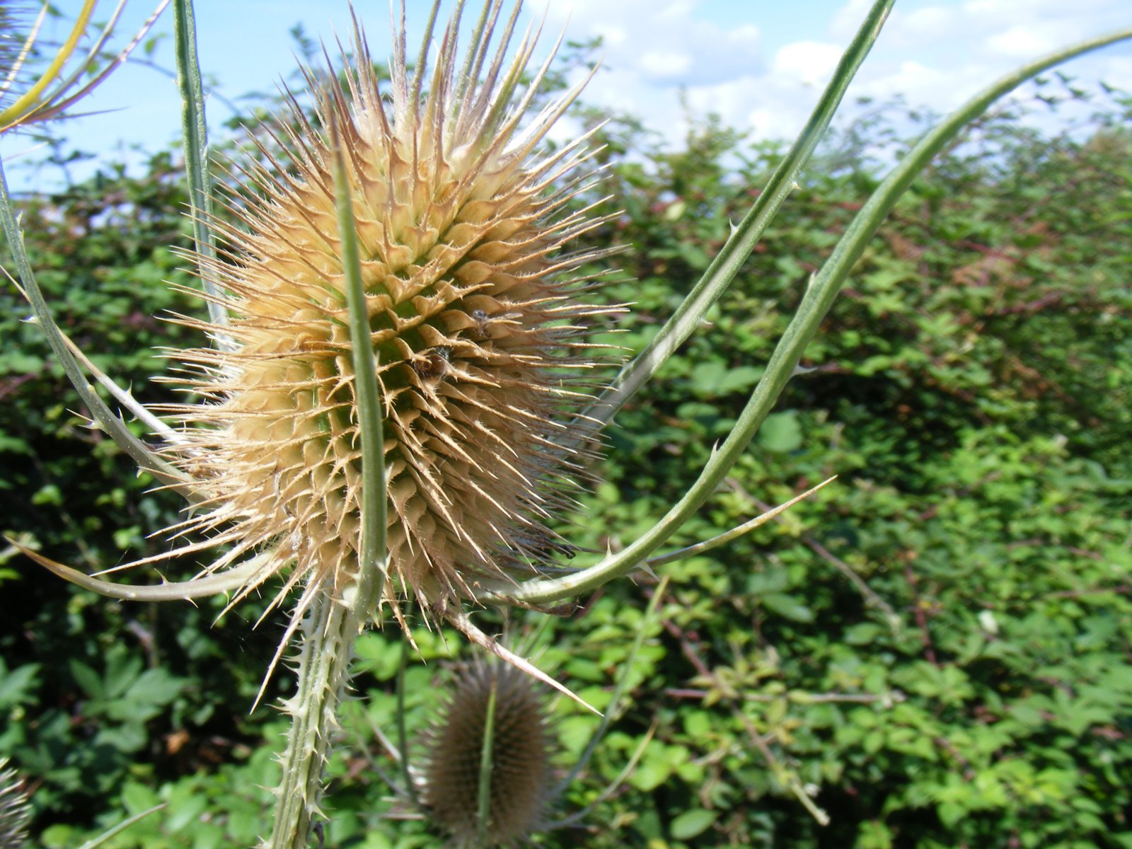 Fonds d'cran Nature Fleurs Chardon