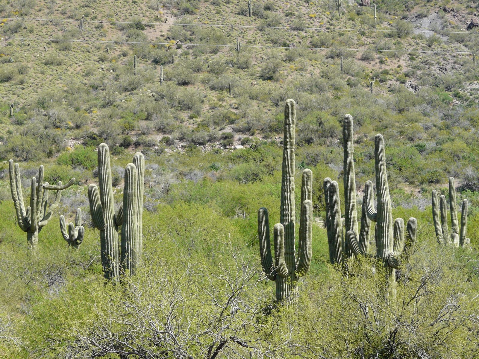 Fonds d'cran Nature Cactus USA