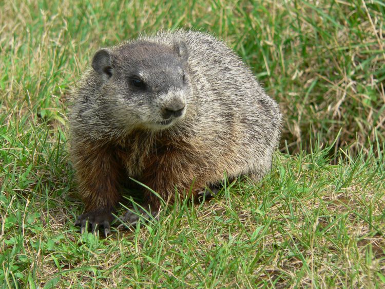 Fonds d'cran Animaux Marmottes Marmotte