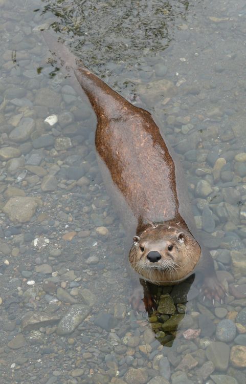 Fonds d'cran Animaux Loutres Loutre