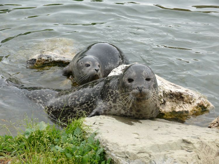 Wallpapers Animals Sealife - Seals Phoque