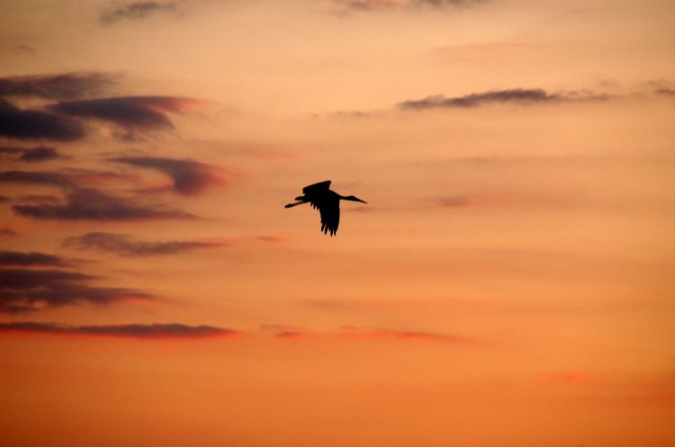 Wallpapers Animals Birds - Storks Cigogne au couchant