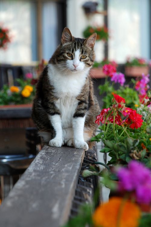 Fonds d'cran Animaux Chats - Chatons Tranquillou le minou