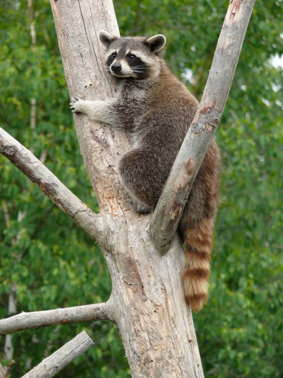 Wallpapers Animals Raccoons Raton laveur