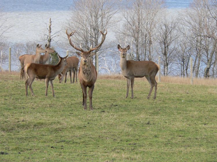 Fonds d'cran Animaux Cervids Cerf de Virginie