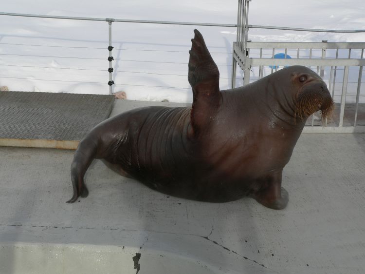 Fonds d'cran Animaux Vie marine - Divers lphant de Mer