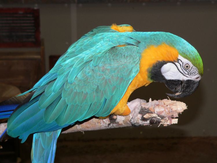 Fonds d'cran Animaux Oiseaux - Perroquets Ara ararauna