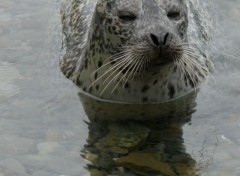  Animaux Phoque