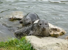  Animaux Phoque