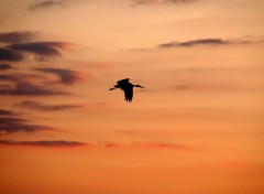  Animaux Cigogne au couchant