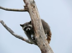  Animaux Raton laveur