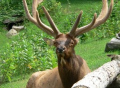  Animaux Cerf de Virginie