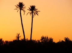  Nature Coucher dans la palmeraie