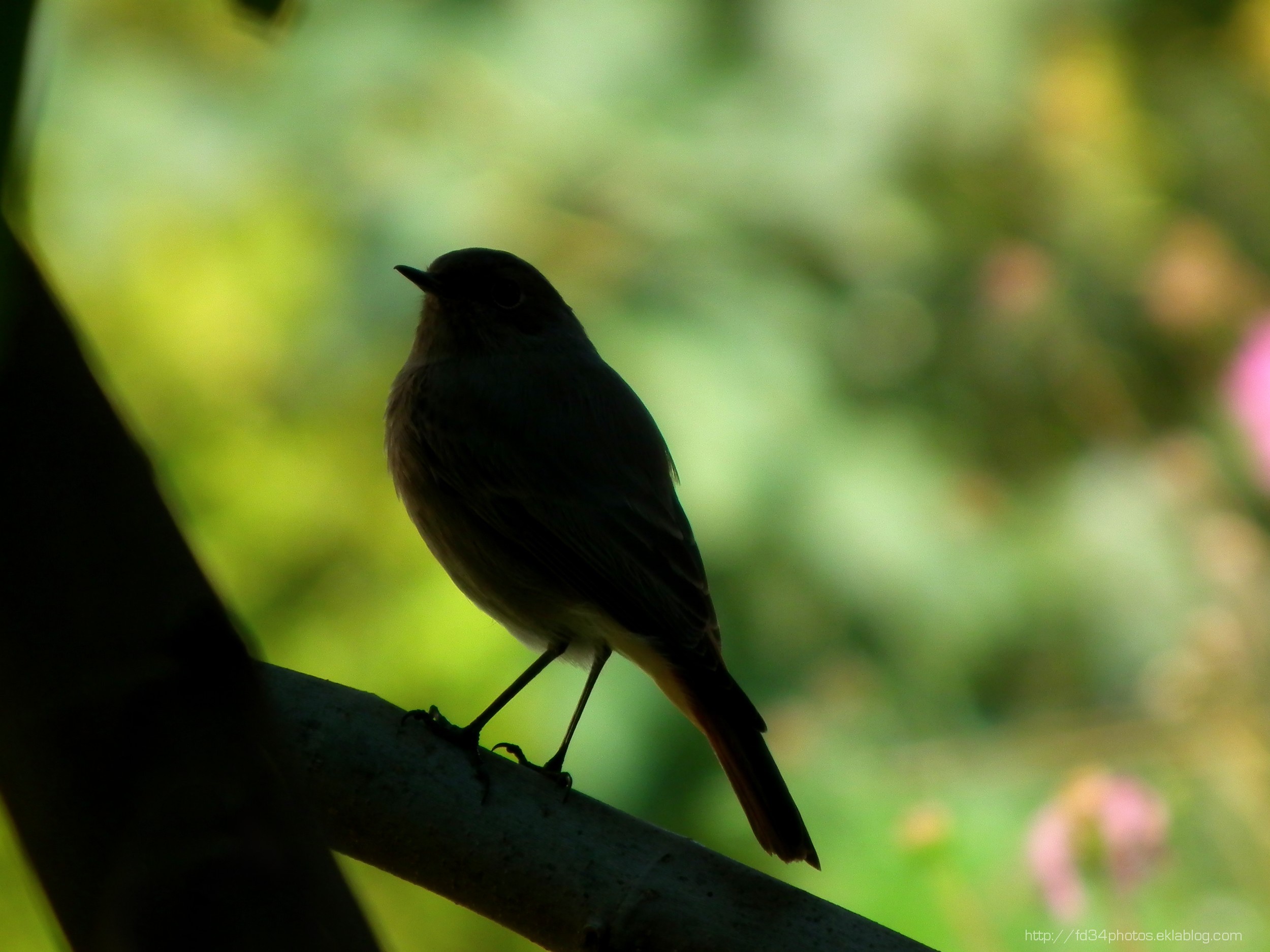 Wallpapers Animals Oiseaux - Rougequeues 