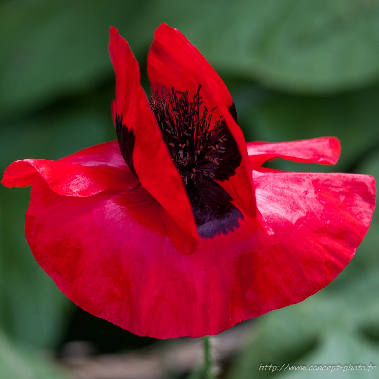 Fonds d'cran Nature Fleurs 