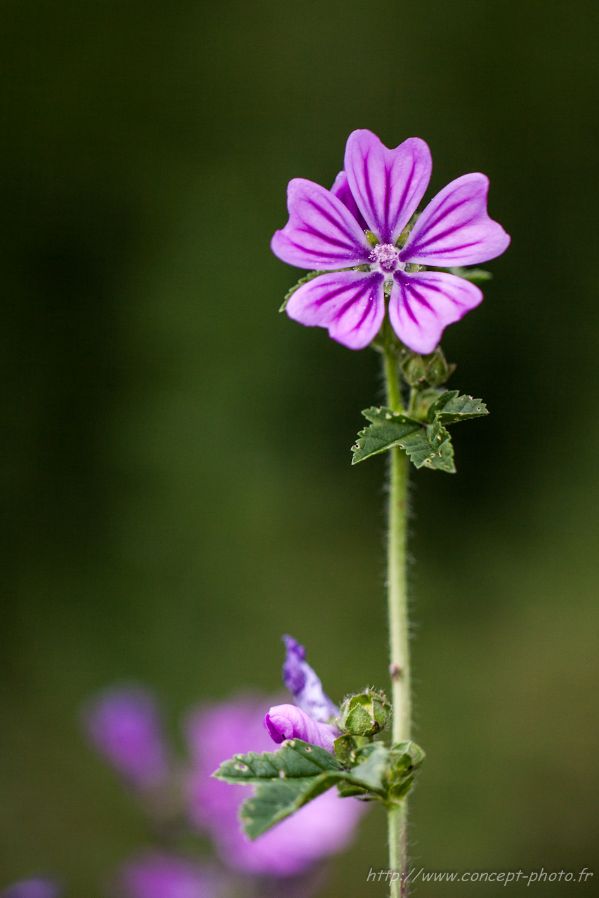 Wallpapers Nature Flowers 