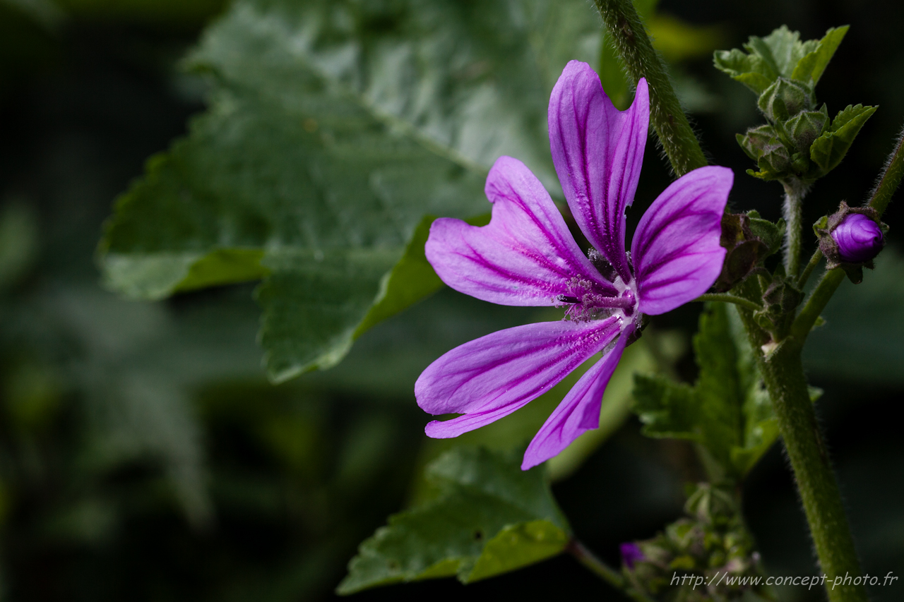 Fonds d'cran Nature Fleurs 