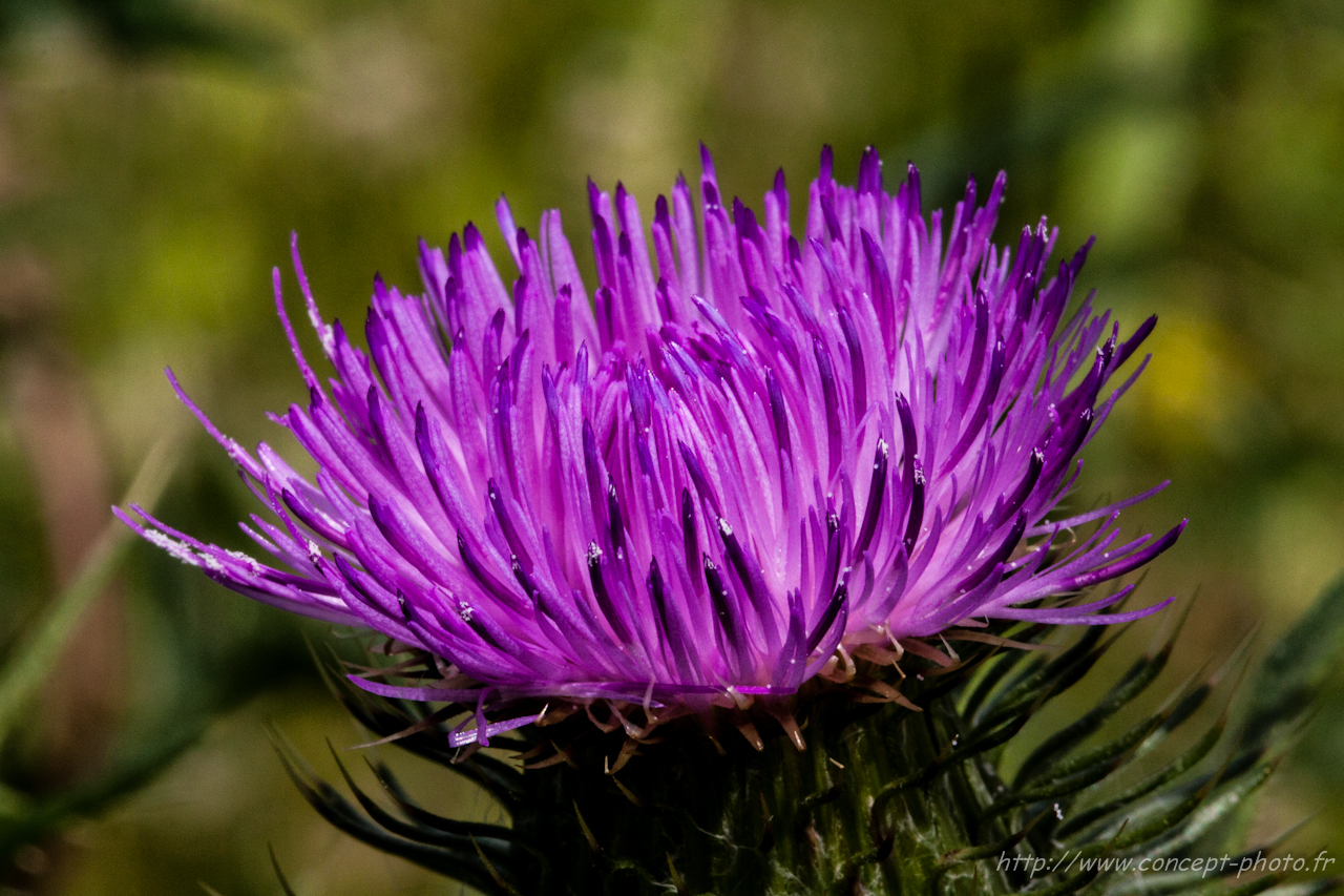 Fonds d'cran Nature Fleurs 