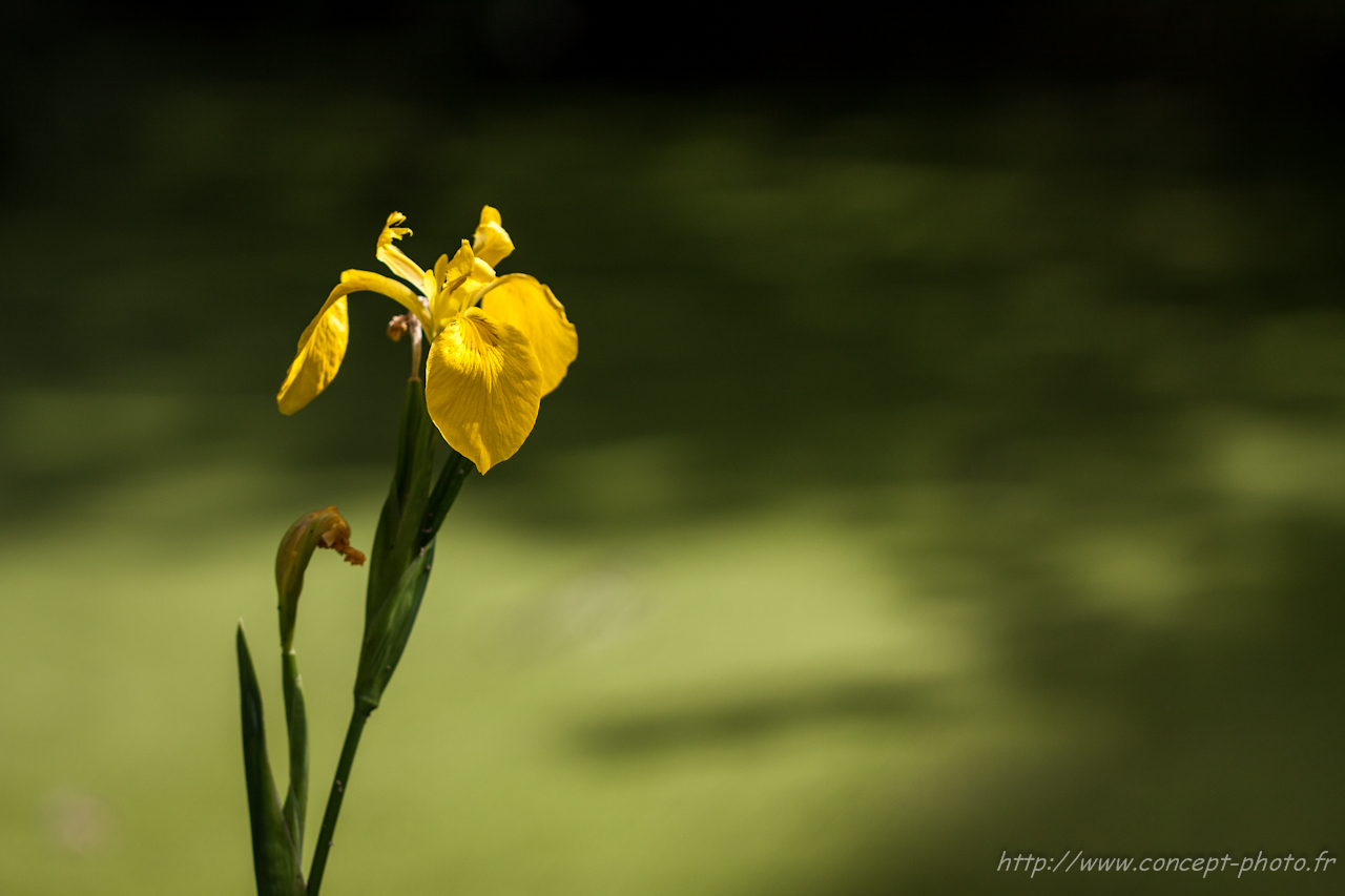 Wallpapers Nature Flowers 