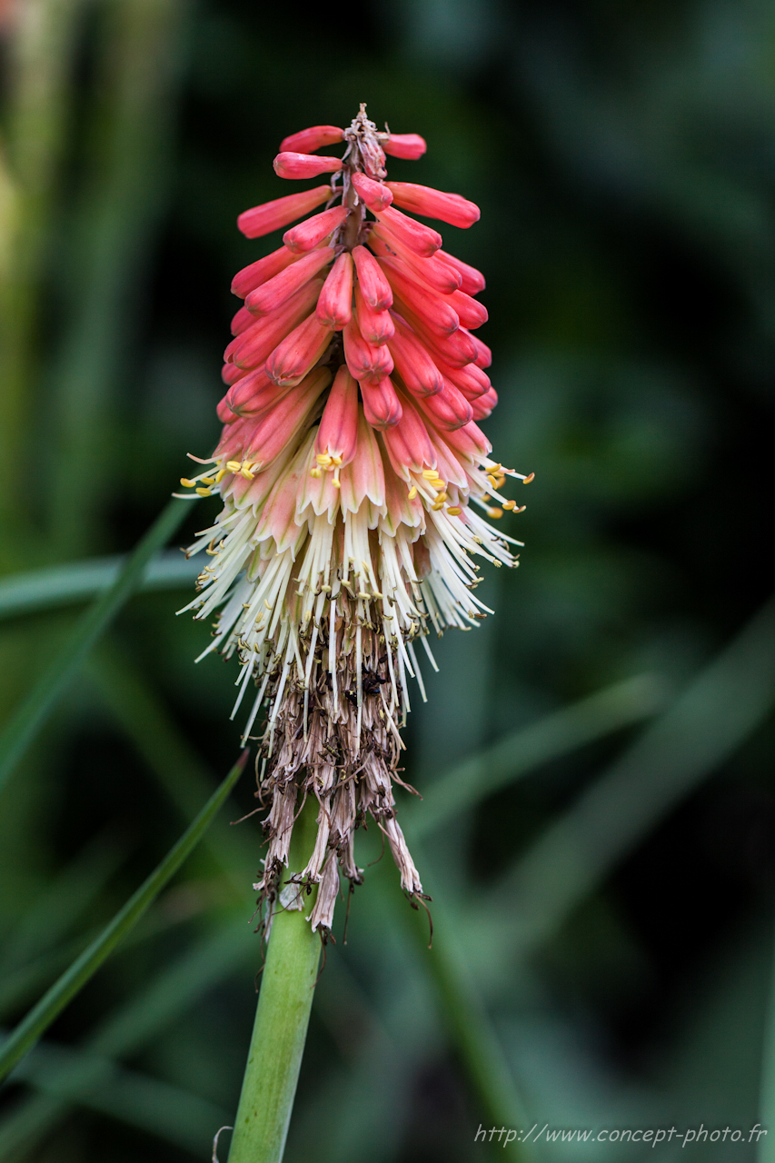 Fonds d'cran Nature Fleurs 