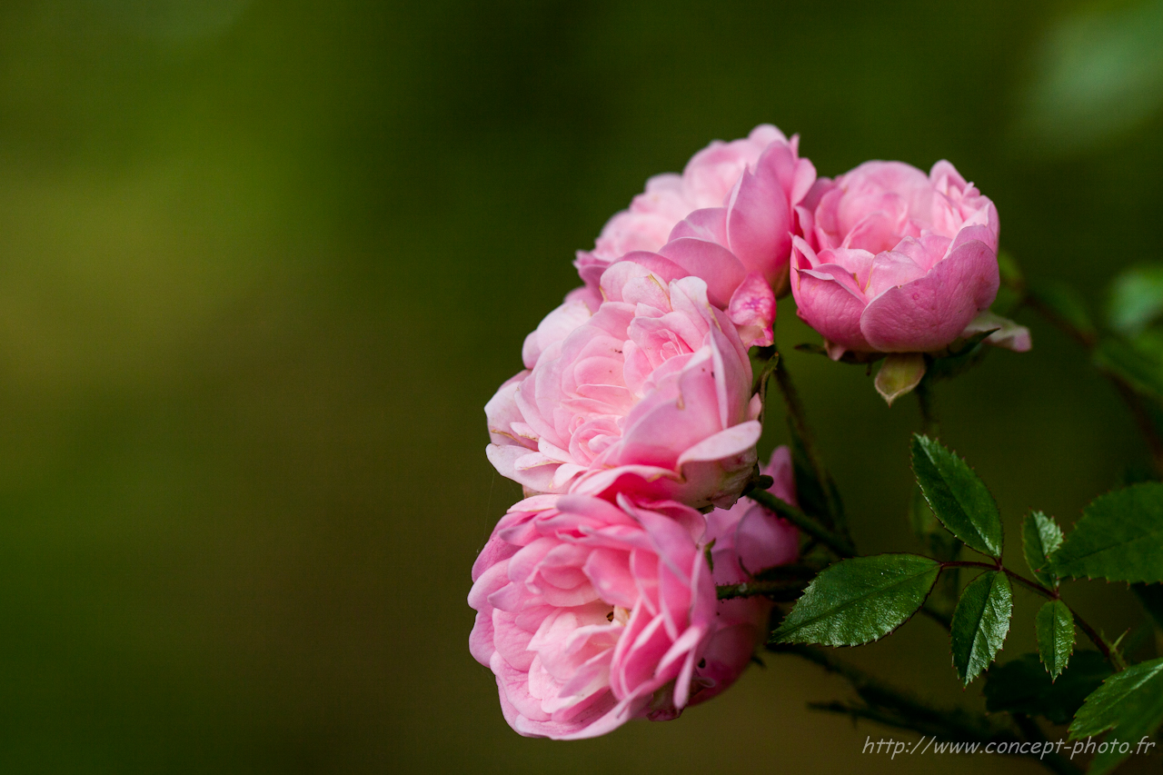 Fonds d'cran Nature Fleurs 