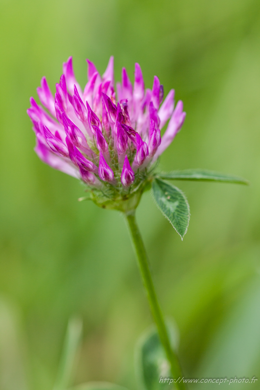 Fonds d'cran Nature Fleurs 