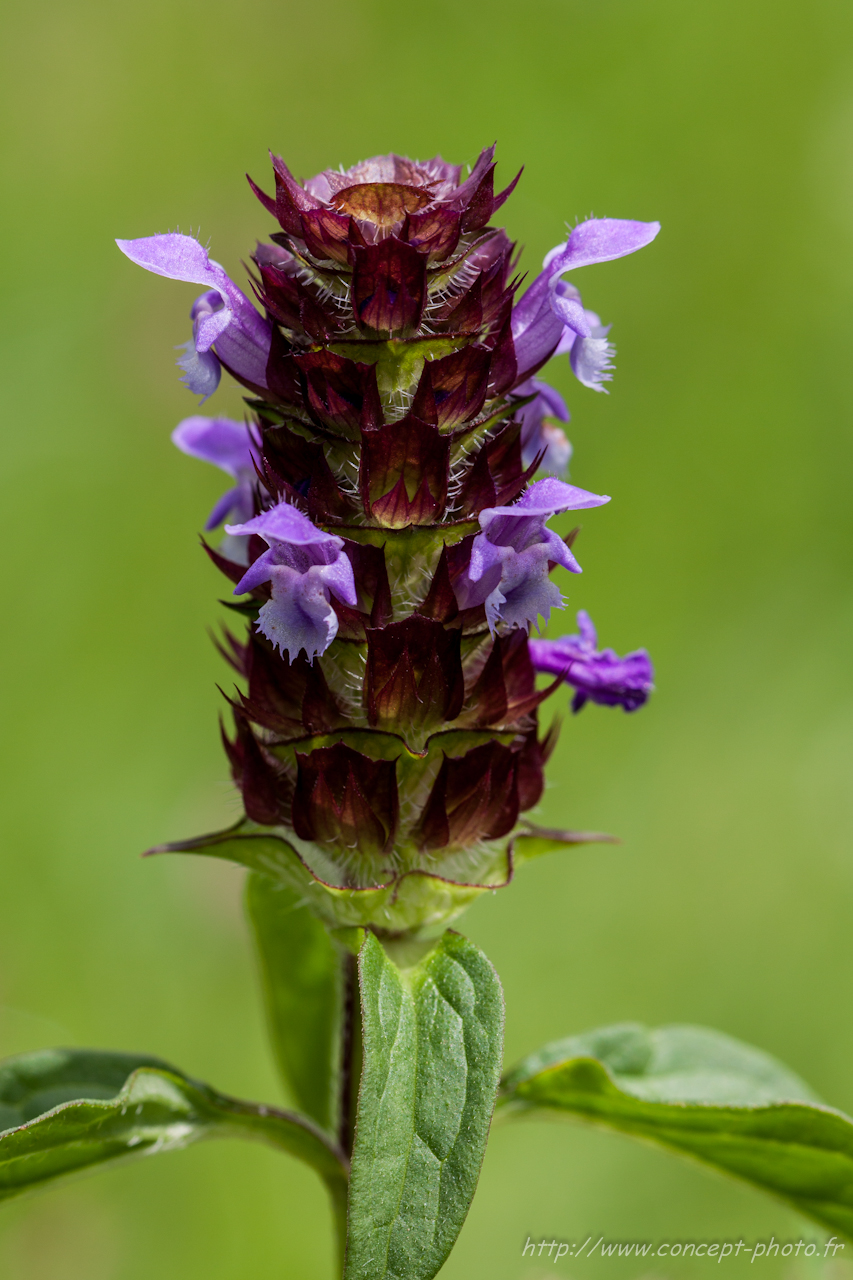 Fonds d'cran Nature Fleurs 