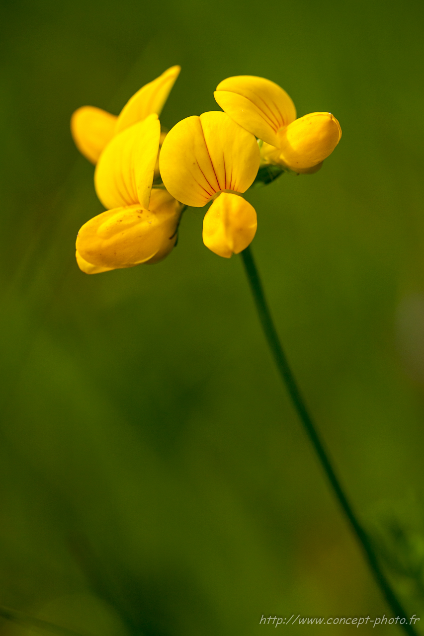 Fonds d'cran Nature Fleurs 