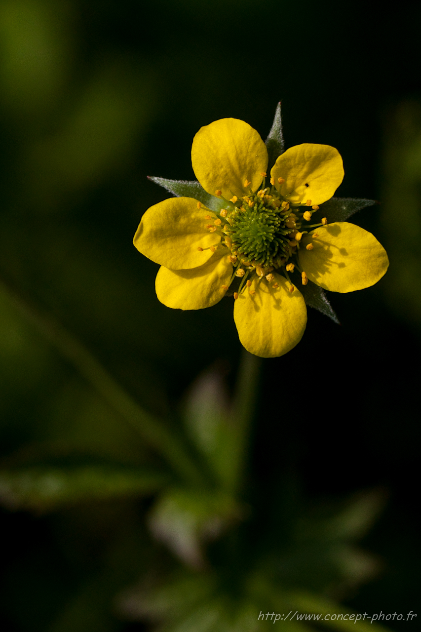 Fonds d'cran Nature Fleurs 