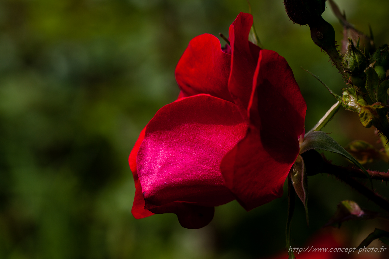 Fonds d'cran Nature Fleurs 