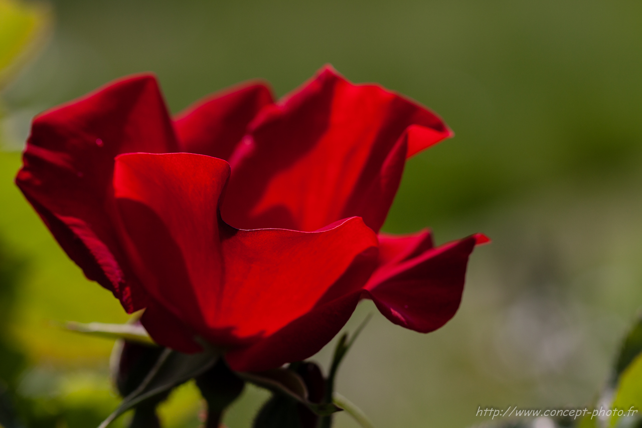 Fonds d'cran Nature Fleurs 