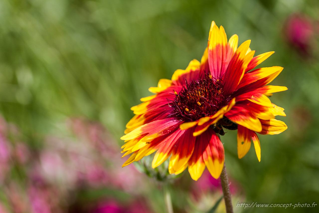 Wallpapers Nature Flowers 