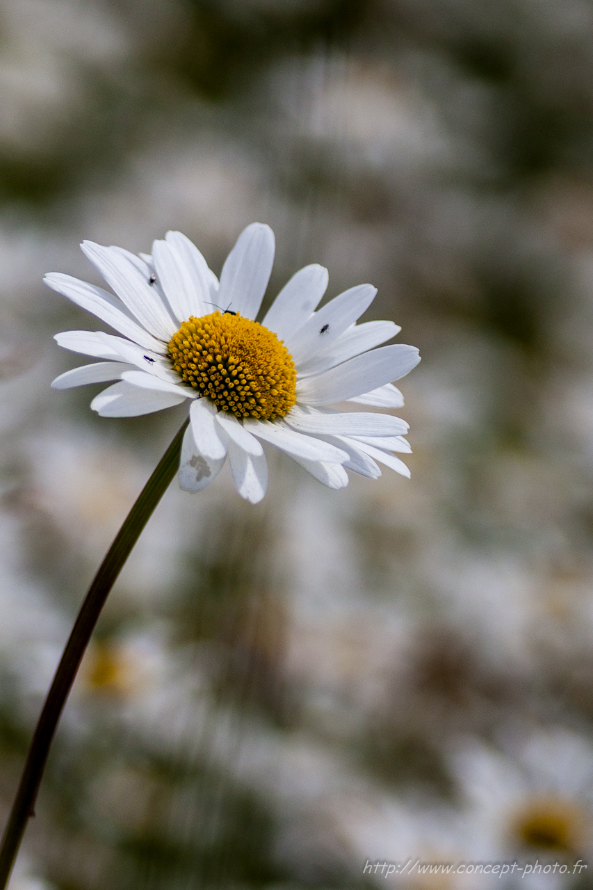 Wallpapers Nature Flowers 