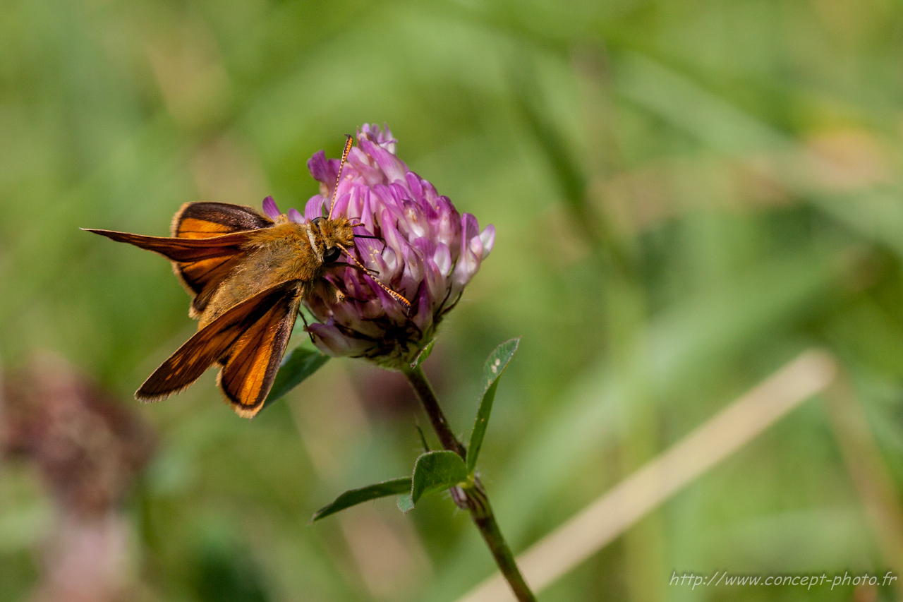 Fonds d'cran Animaux Insectes - Divers 