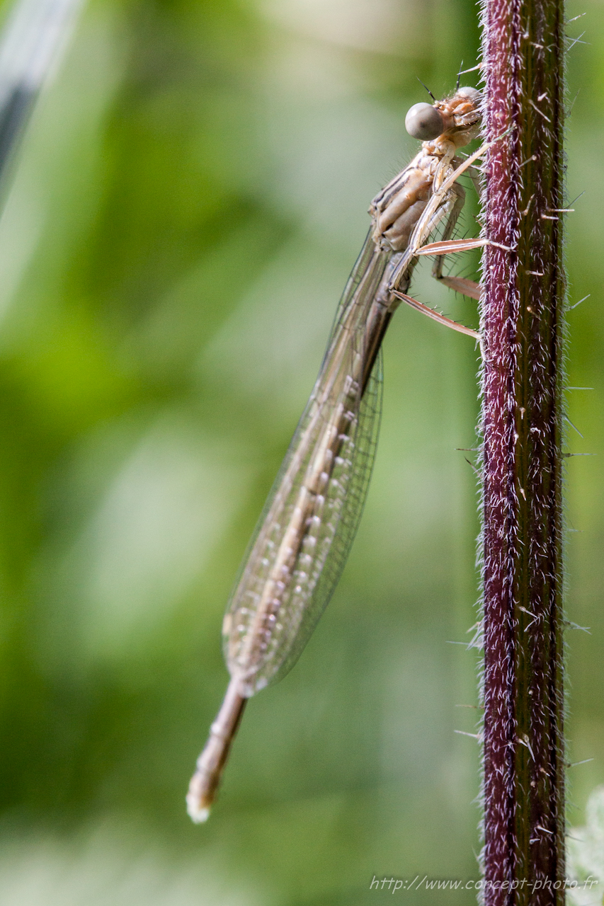 Wallpapers Animals Insects - Miscellaneous 