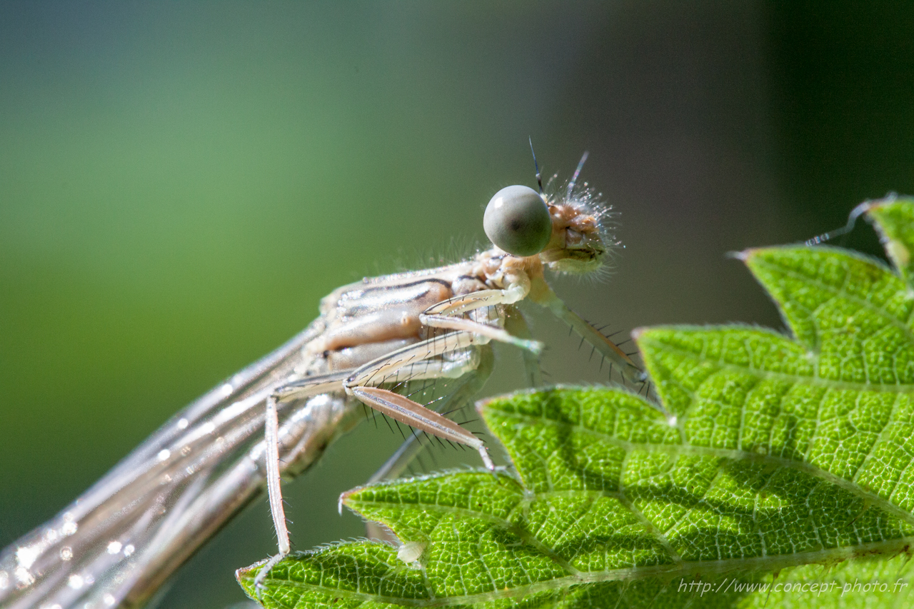 Fonds d'cran Animaux Insectes - Divers 