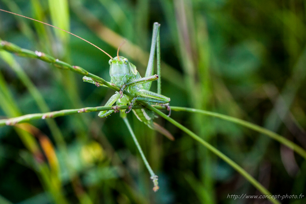 Fonds d'cran Animaux Insectes - Divers 