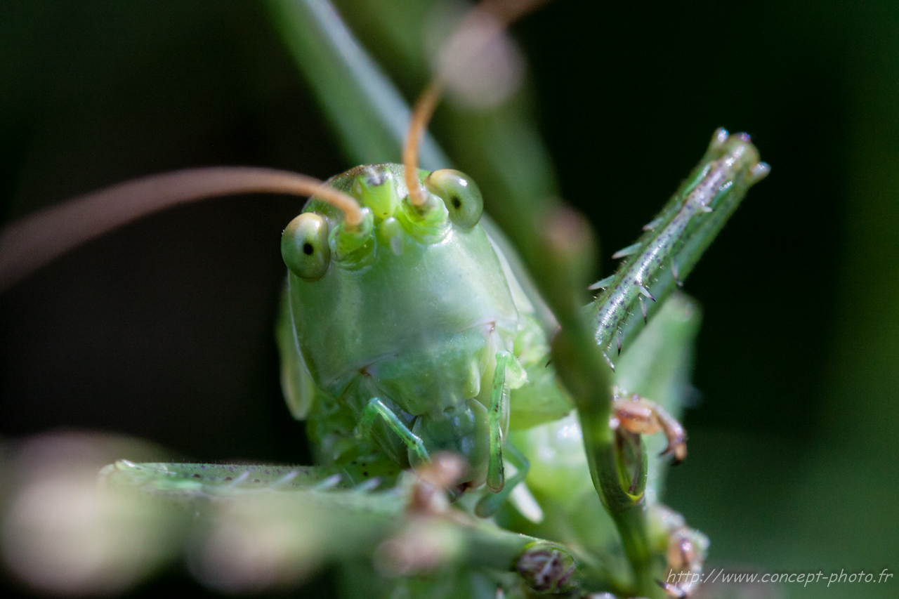 Fonds d'cran Animaux Insectes - Divers 