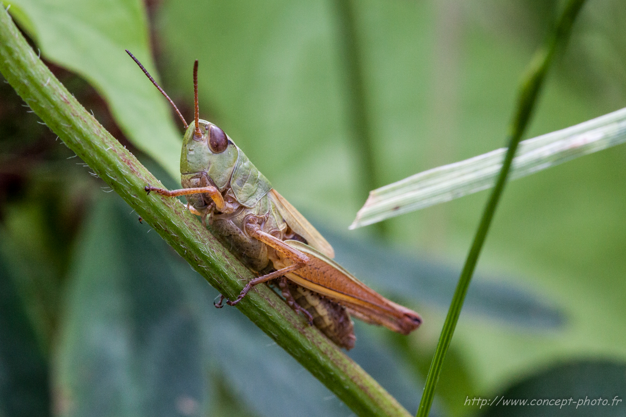 Fonds d'cran Animaux Insectes - Divers 