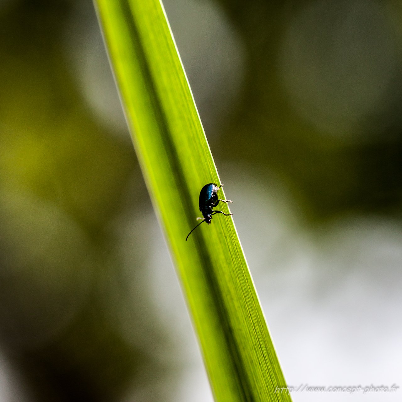 Fonds d'cran Animaux Insectes - Divers 